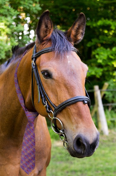 horse colour image 1.jpg